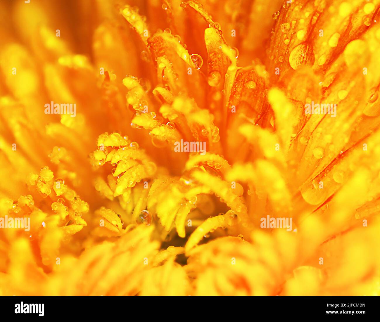 Fond floral brillant. Macro chrysanthème orange, Banque D'Images