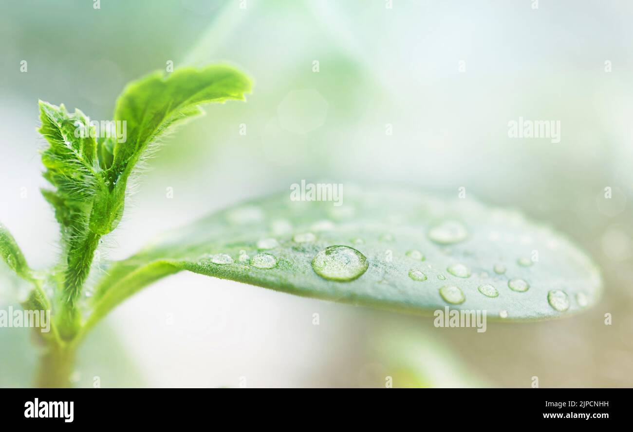 Feuilles de melon Banque de photographies et d’images à haute résolution Alamy