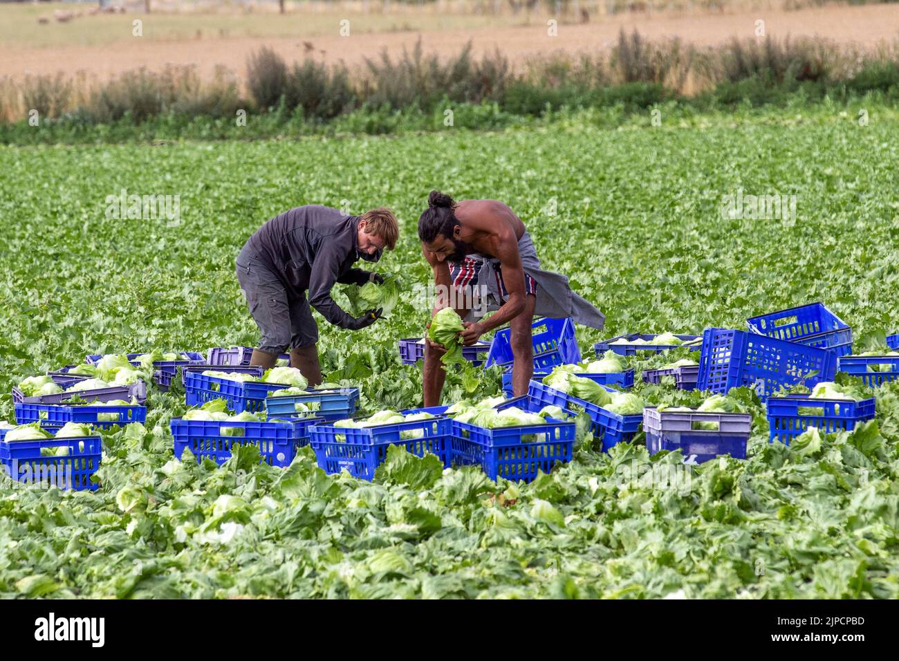 Tarleton, Lancashire. Météo Royaume-Uni. 17th août 2022. Les travailleurs migrants de l'UE qui récoltent des choux après une chaleur extrême gâtent une partie de la récolte de cette saison dans la région de 'Salad Bowl', dans le nord-ouest de l'Angleterre. Ils peuvent facilement gâcher s'ils ne sont pas soigneusement récoltés et stockés, le moment est critique, car le chou trop mûr perd rapidement la qualité. Crédit; MediaWorldImages/AlamyLiveNews. Banque D'Images