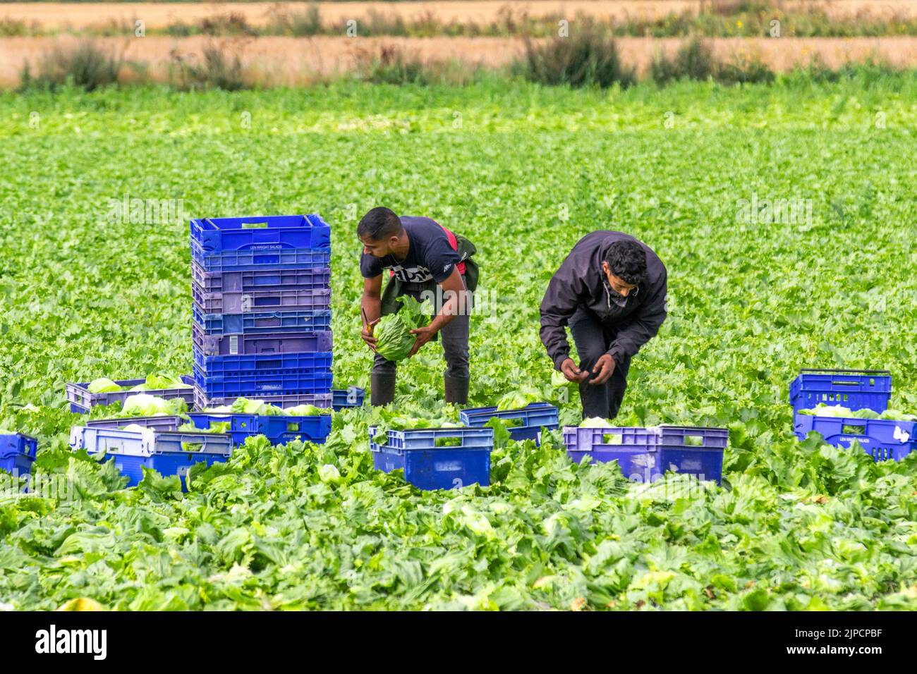 Tarleton, Lancashire. Météo Royaume-Uni. 17th août 2022. Les travailleurs migrants de l'UE qui récoltent des choux après une chaleur extrême gâtent une partie de la récolte de cette saison dans la région de 'Salad Bowl', dans le nord-ouest de l'Angleterre. Ils peuvent facilement gâcher s'ils ne sont pas soigneusement récoltés et stockés, le moment est critique, car le chou trop mûr perd rapidement la qualité. Crédit; MediaWorldImages/AlamyLiveNews. Banque D'Images