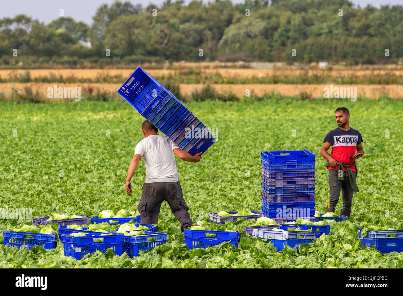 Récolte de légumes à Tarleton, Lancashire. Royaume-Uni août 2022. Les travailleurs migrants de l'UE qui récoltent des choux après une chaleur extrême gâtent une partie de la récolte de cette saison dans la région de 'Salad Bowl', dans le nord-ouest de l'Angleterre. Ils peuvent facilement gâcher s'ils ne sont pas soigneusement récoltés et stockés, le moment est critique, car le chou trop mûr perd rapidement la qualité. Banque D'Images