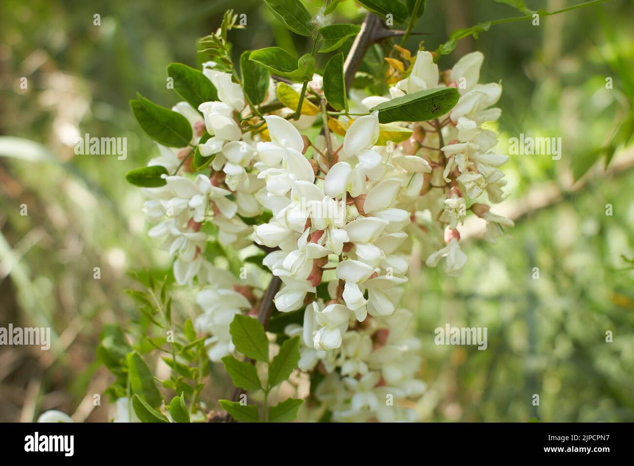 Arbre en acacia floraison au printemps. Branche de fleurs avec un fond vert. Fleur d'acacia blanche, jour ensoleillé. Floraison abondante. Source de nectar pour Banque D'Images