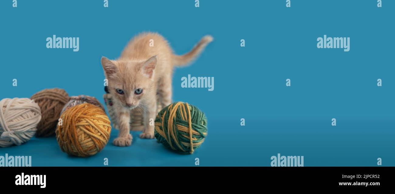Portrait d'un joli petit chaton marchant et jouant avec des boules de laine de différentes couleurs sur un fond bleu Banque D'Images