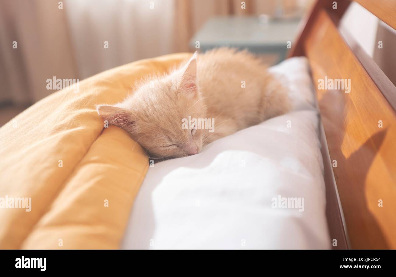 Portrait du joli petit chaton bouclés dormant sur un oreiller blanc sur un lit en bois avec des coussins jaunes pendant l'après-midi ensoleillé Banque D'Images