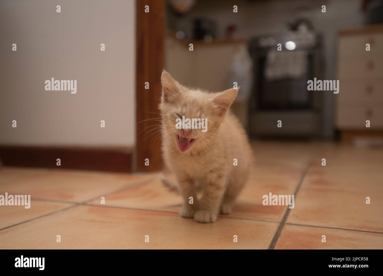 Portrait de bébé mignon chaton mewing avec les yeux fermés devant l'appareil photo au milieu du sol en céramique de la pièce avec la cuisine hors FO Banque D'Images