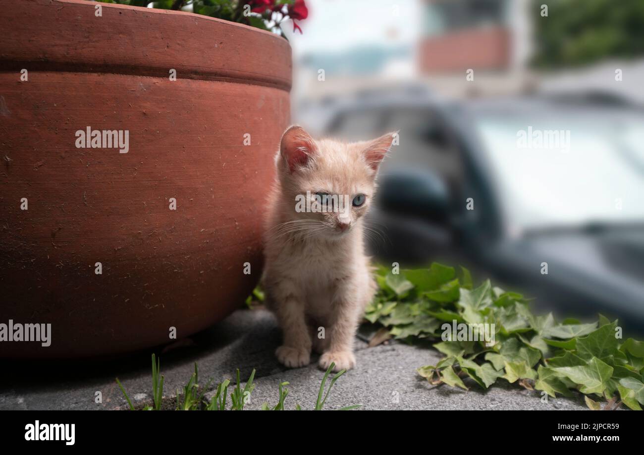 Portrait d'un joli petit chaton assis à côté d'un pot en argile dans le jardin de sa maison avec un arrière-plan non focalisé pendant une journée ensoleillée Banque D'Images