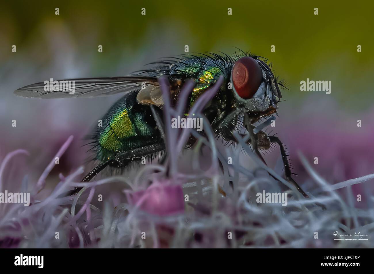 Touche verte Banque D'Images