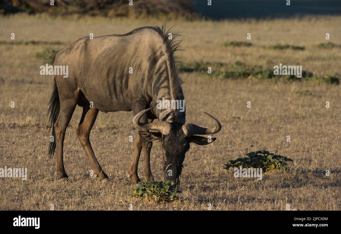 Blue Wildebeest ( Connochaetes taurinus ) Parc transfrontalier de Kgalagadi, Afrique du Sud Banque D'Images