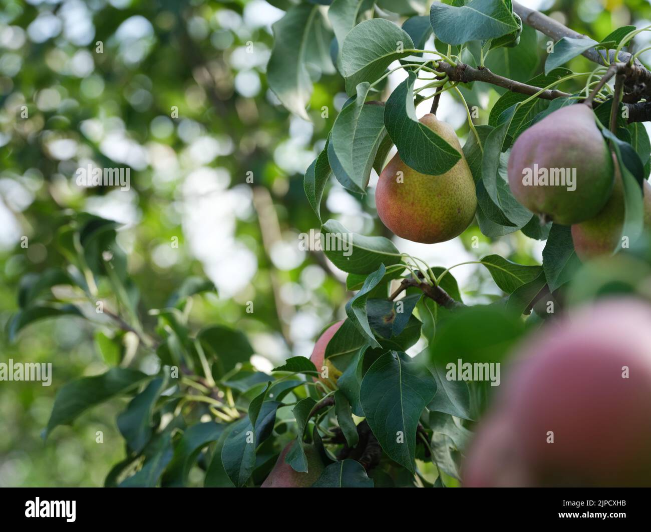 Poires mûres bio sur un arbre. Gros plan. Banque D'Images