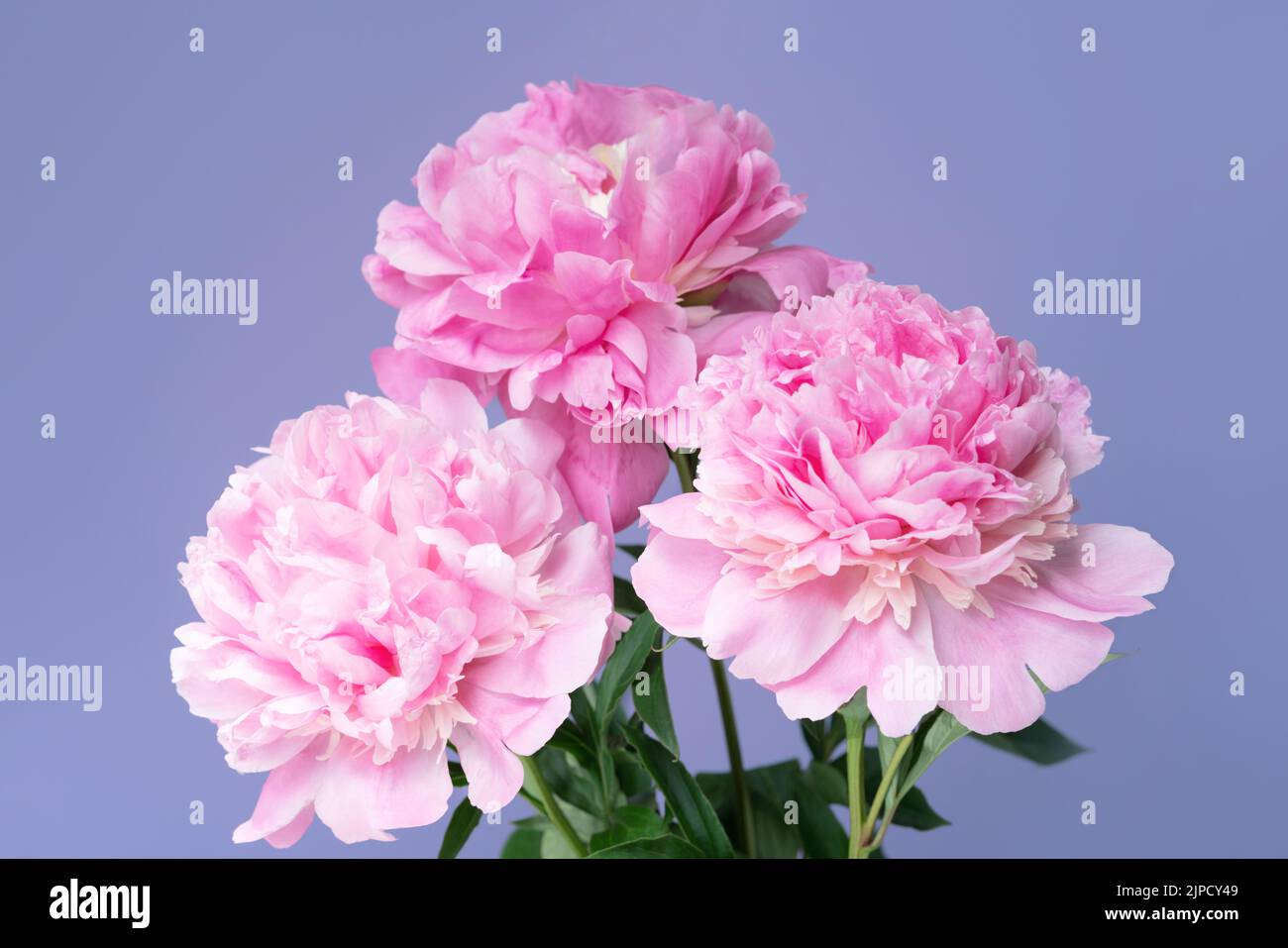 Bouquet de délicates fleurs de pivoine rose pâle en gros plan. Arrière-plan texturé naturel. Banque D'Images