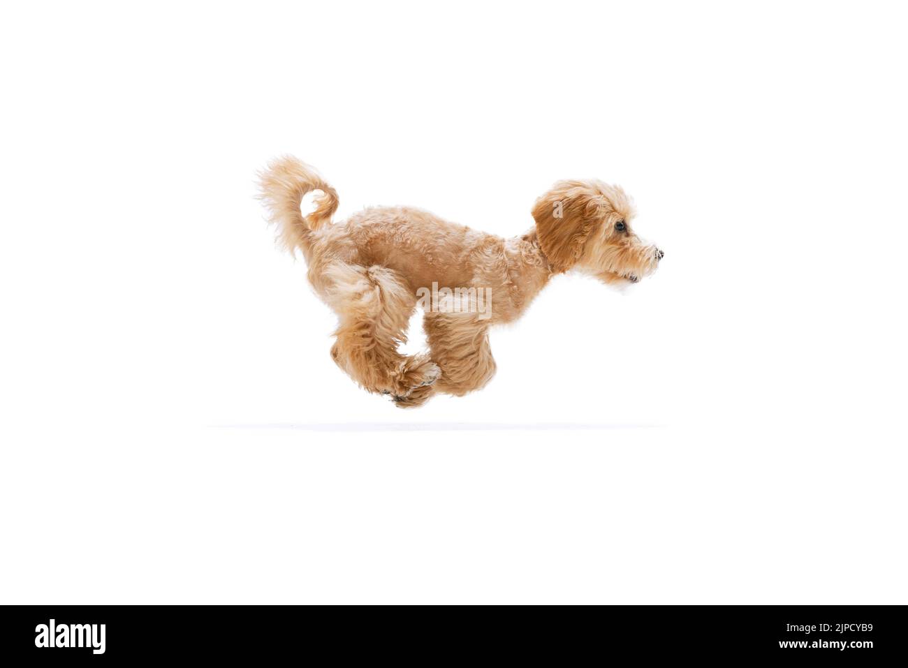 Beau pedigree chiot, Maltipoo chien isolé sur fond blanc studio. Concept de soins, vie animale, santé, annonce, spectacle, race de chien Banque D'Images