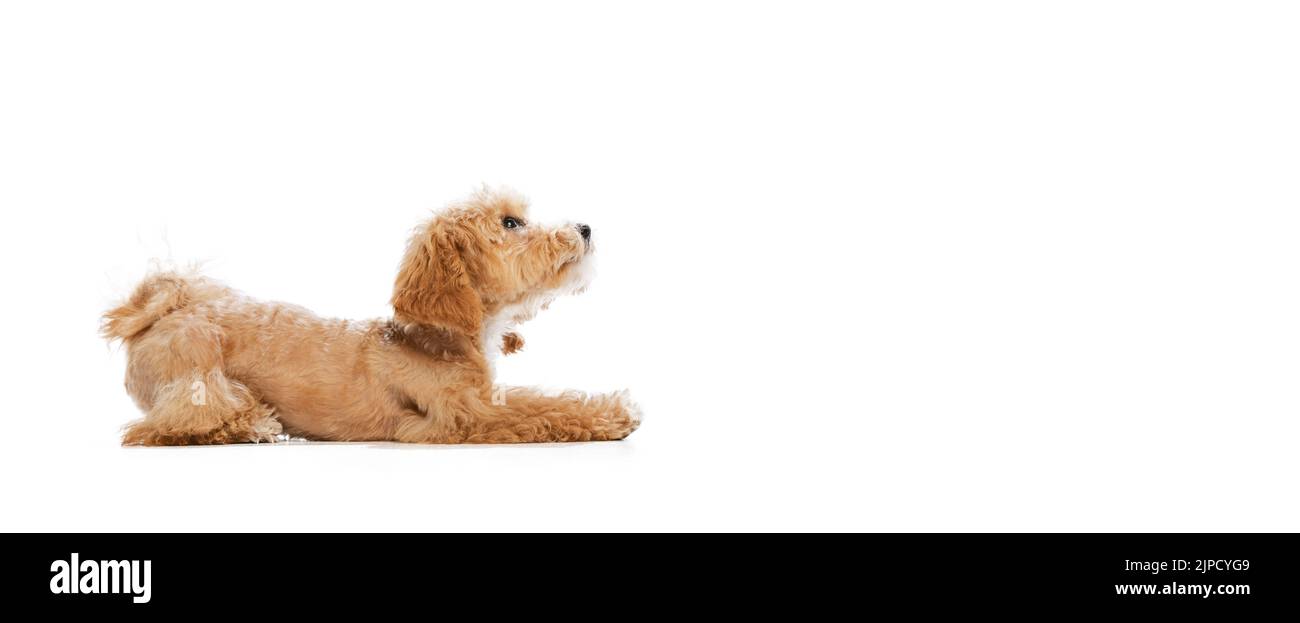 Portrait de pedigree chiot, Maltipoo chien isolé sur fond blanc studio. Concept de soins, vie animale, santé, annonce, spectacle, race de chien Banque D'Images