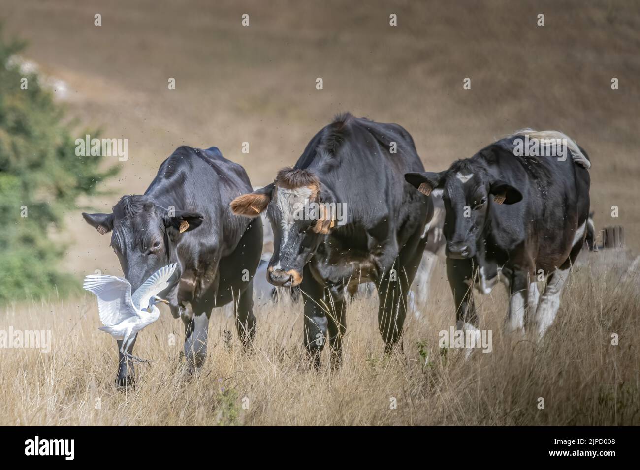 Bœufs et hérons garde bœufs dans les Prairies de la baie de somme Banque D'Images