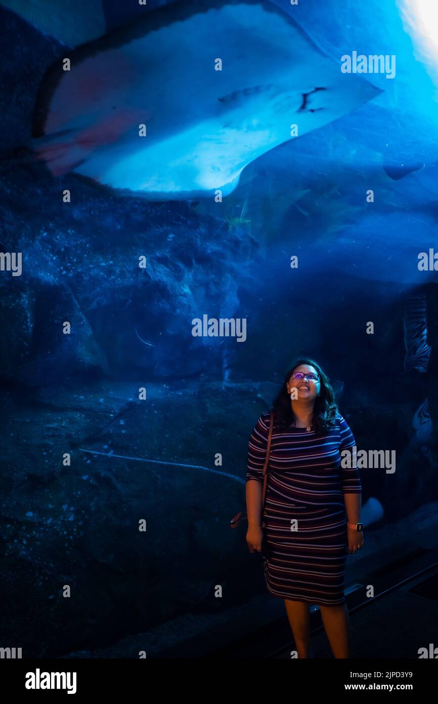 Femme debout dans le tunnel au fond de l'immense aquarium de Dubaï et du zoo aquatique de Dubaï, aux Émirats arabes Unis, regardant les raies manta géantes Banque D'Images