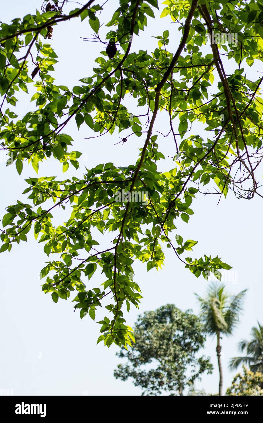 Ciel bleu avec des nuages blancs entre les feuilles et les branches a fait un magnifique fond de portrait Banque D'Images