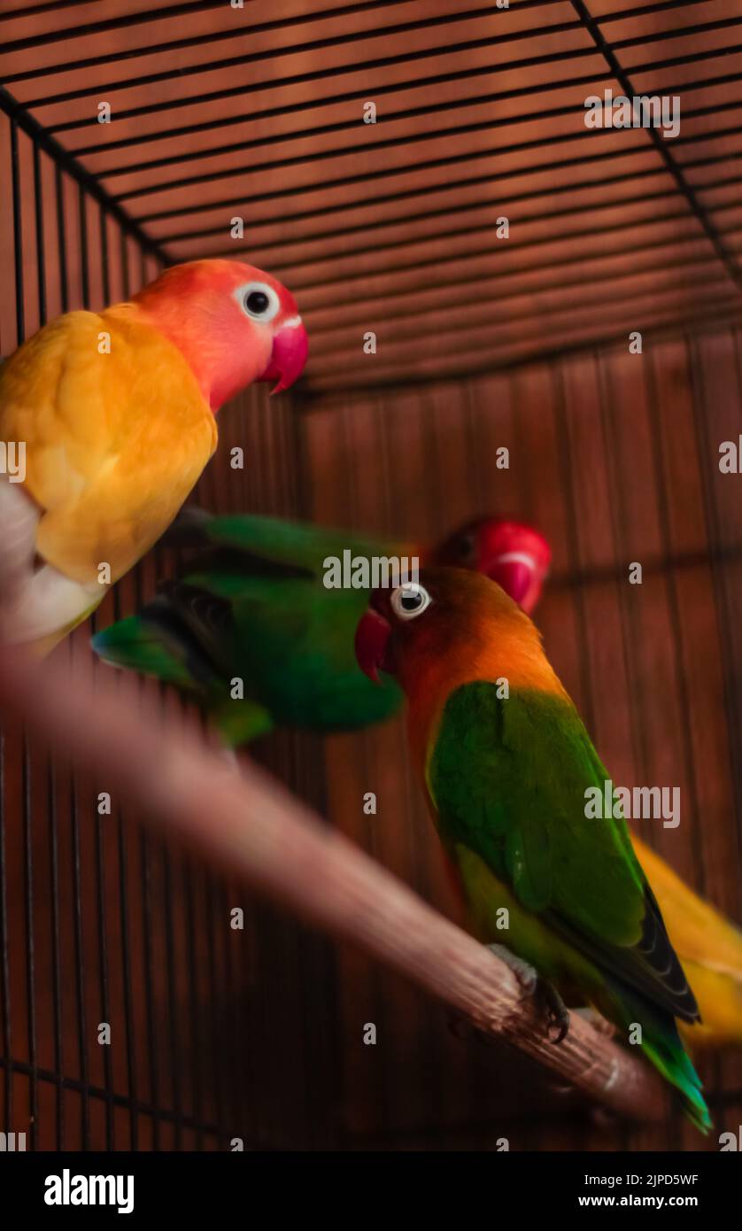 Un cliché vertical de perroquets d'oiseau de Fischer perçant sur du bois dans une cage Banque D'Images