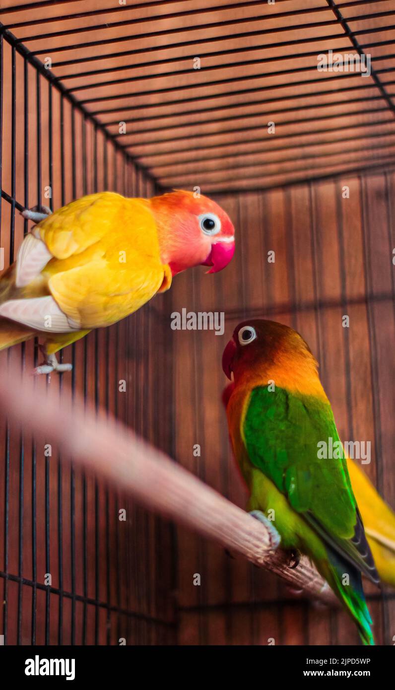 Un cliché vertical de perroquets d'oiseau de Fischer perçant sur du bois dans une cage Banque D'Images