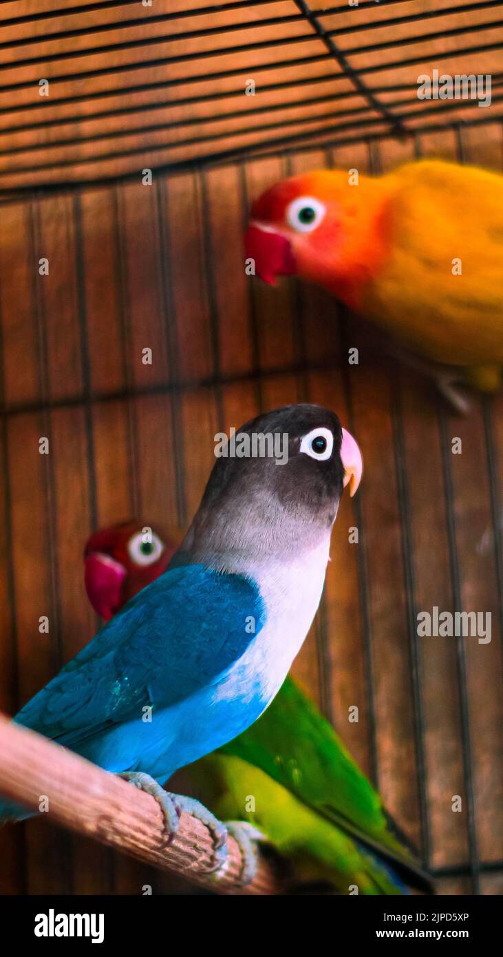 Un cliché vertical de perroquets d'oiseau de Fischer perçant sur du bois dans une cage Banque D'Images