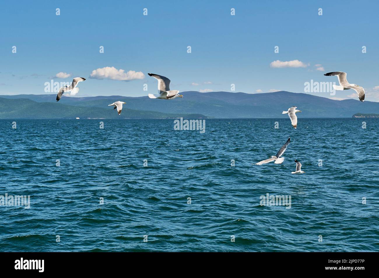 Mouettes Baikal volant au-dessus de l'eau. Baie Chivyrkuisky du lac Baikal, Russie. Banque D'Images