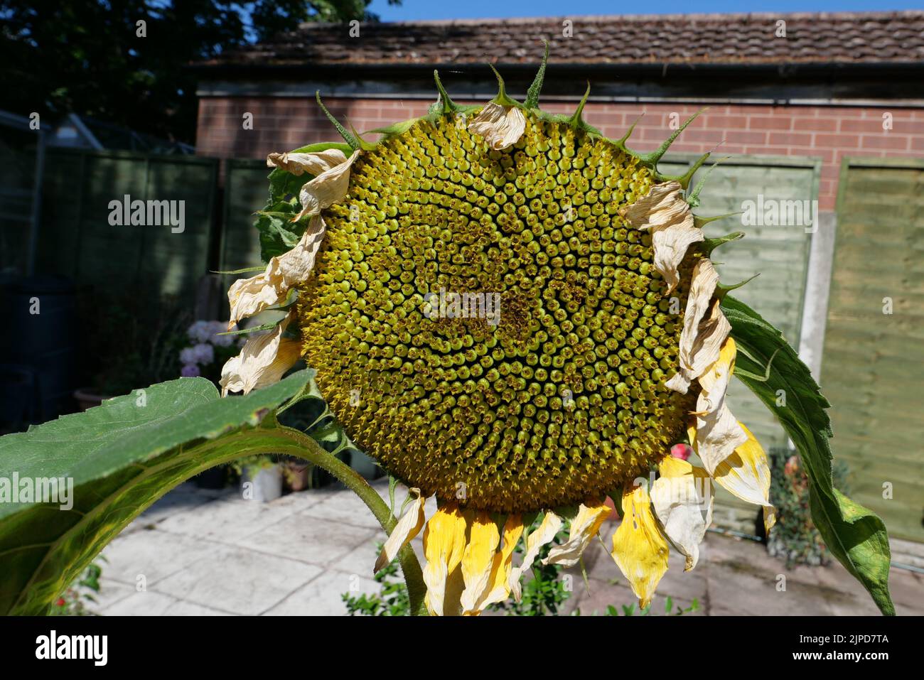 Gros plan d'une tête de tournesol géante à la fin de l'été Banque D'Images