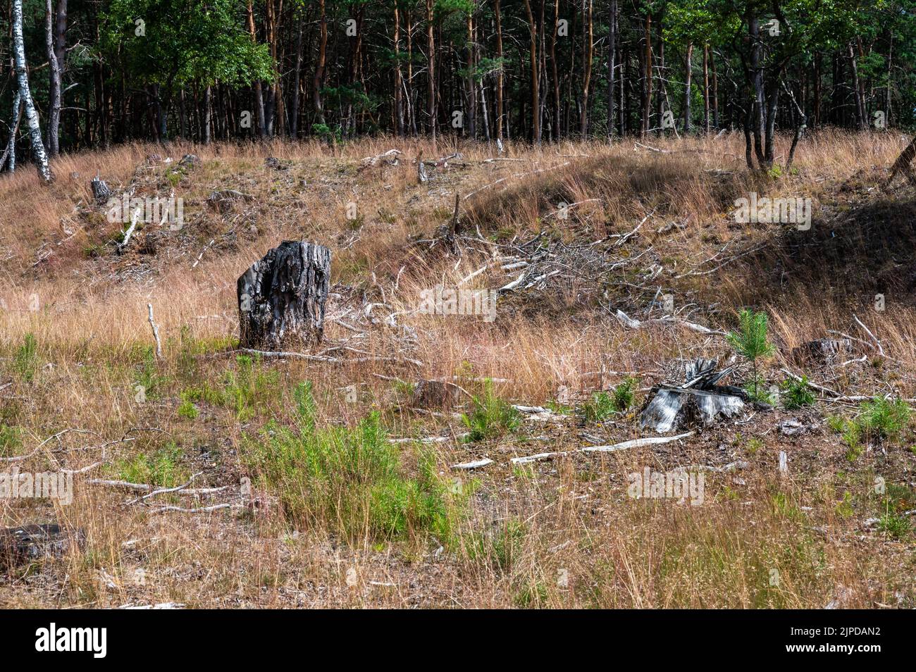 Bruyère et bois de la réserve naturelle de Veluwe pendant l'été sec et chaud, aux pays-Bas Banque D'Images