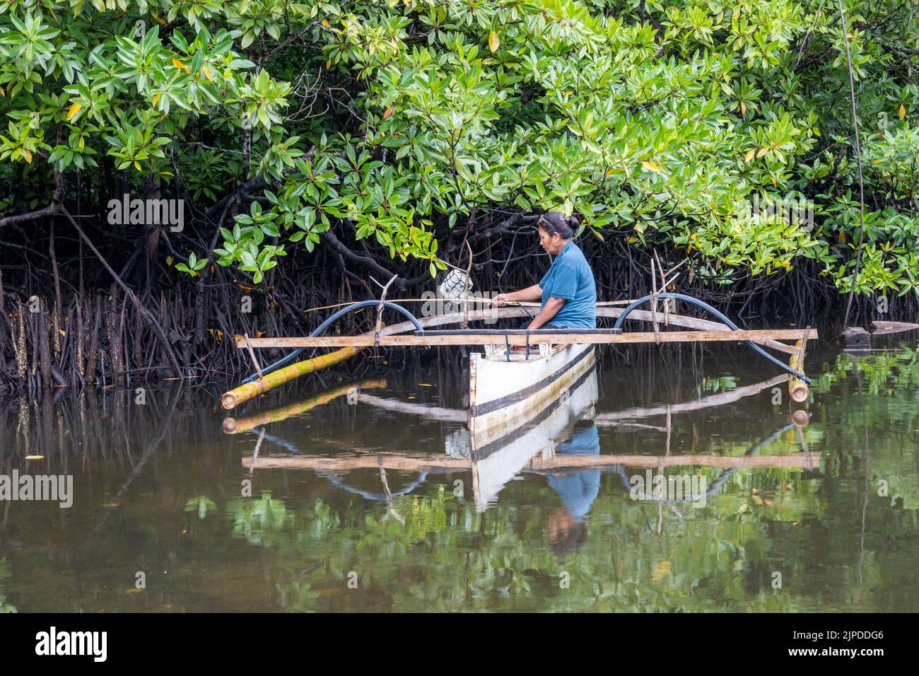 Une femme indonésienne pêchant à partir d'un canoë-outrigger dans la forêt de mangroves. Sulawesi, Indonésie. Banque D'Images