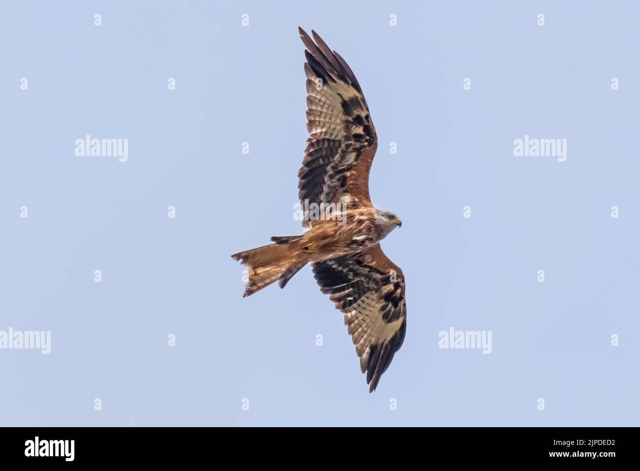 Red Kite en vol ! Envolez-vous et volent dans le ciel au-dessus de Woburn, dans le Bedfordshire, en Angleterre, tout en chassant pour la nourriture. Banque D'Images