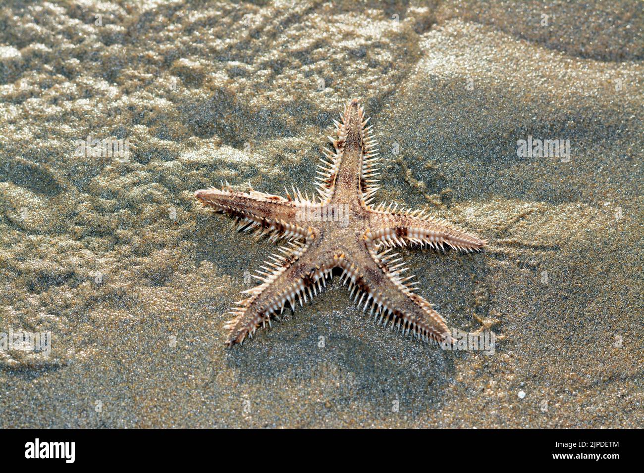 L'étoile de mer épineuse (Marthasterias glacialis), l'étoile de mer avec un petit disque central et cinq bras effilé et effilé avec des épines Banque D'Images