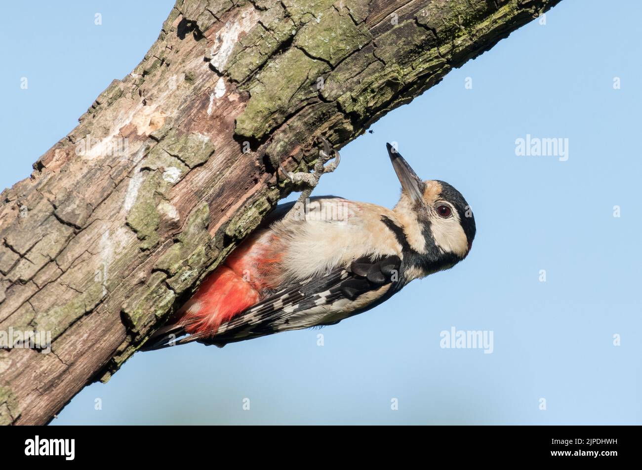 Grand pic à pois, North Stainley, près de Ripon, North Yorkshire Banque D'Images