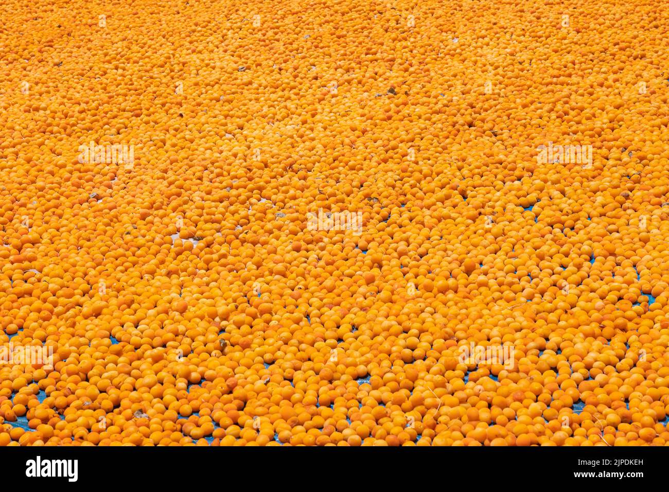 Abricots séchés. Production d'abricots séchés solaires en Turquie Malatya. Aliments végétaliens ou fruits secs concept. Banque D'Images