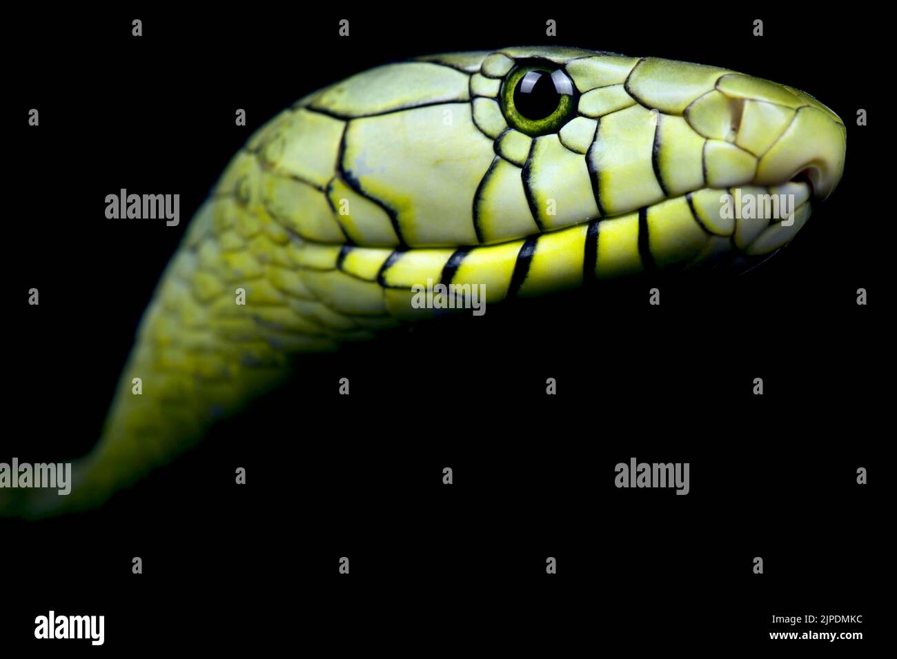Green mamba de l'Ouest (Dendroaspis viridis) Banque D'Images