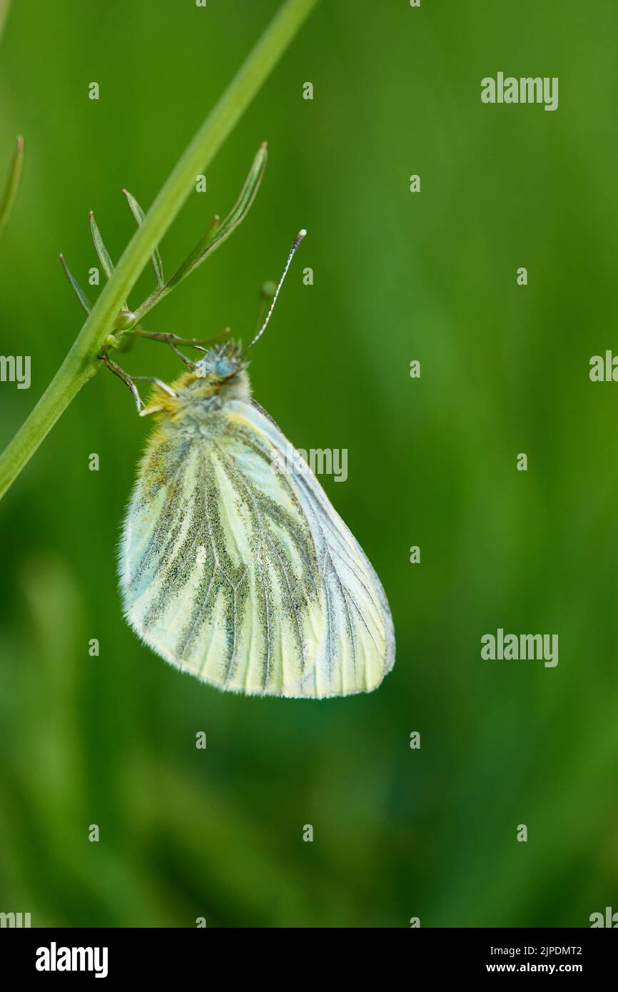 papillon, blanc à veined vert, papillons, blancs à veined vert Banque D'Images