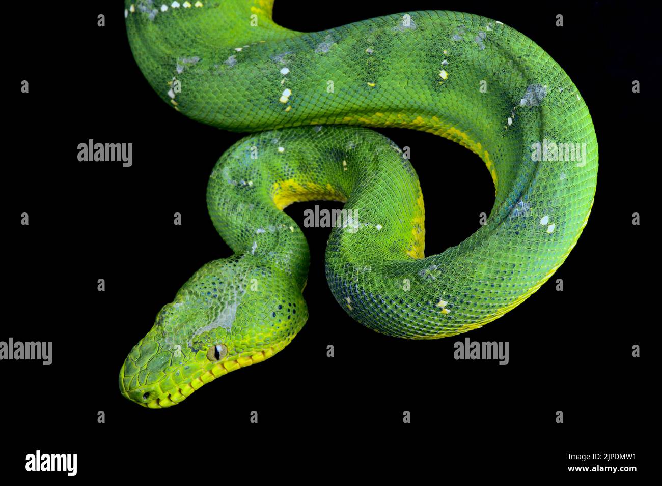 Boa arbre vert (Corallus caninus) Banque D'Images