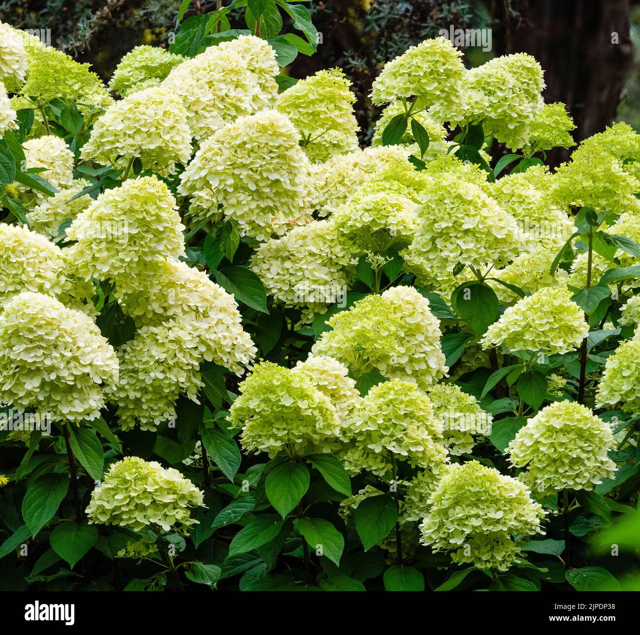 Grandes têtes de fleurs blanches teintées de vert de l'arbuste dur à fleurs de la fin de l'été, Hydrangea paniculata 'Limelight' Banque D'Images