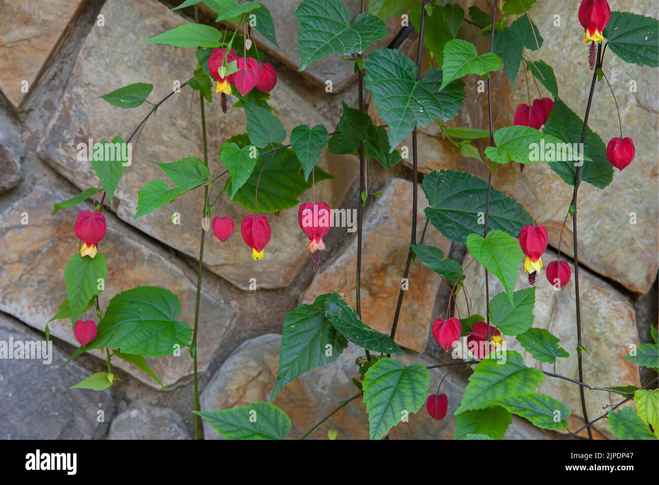 La fleur rouge à la traîne aussi connu comme Abutilon megapotamicum floraison dans le jardin ensoleillé avec fond de mur de pierre Banque D'Images