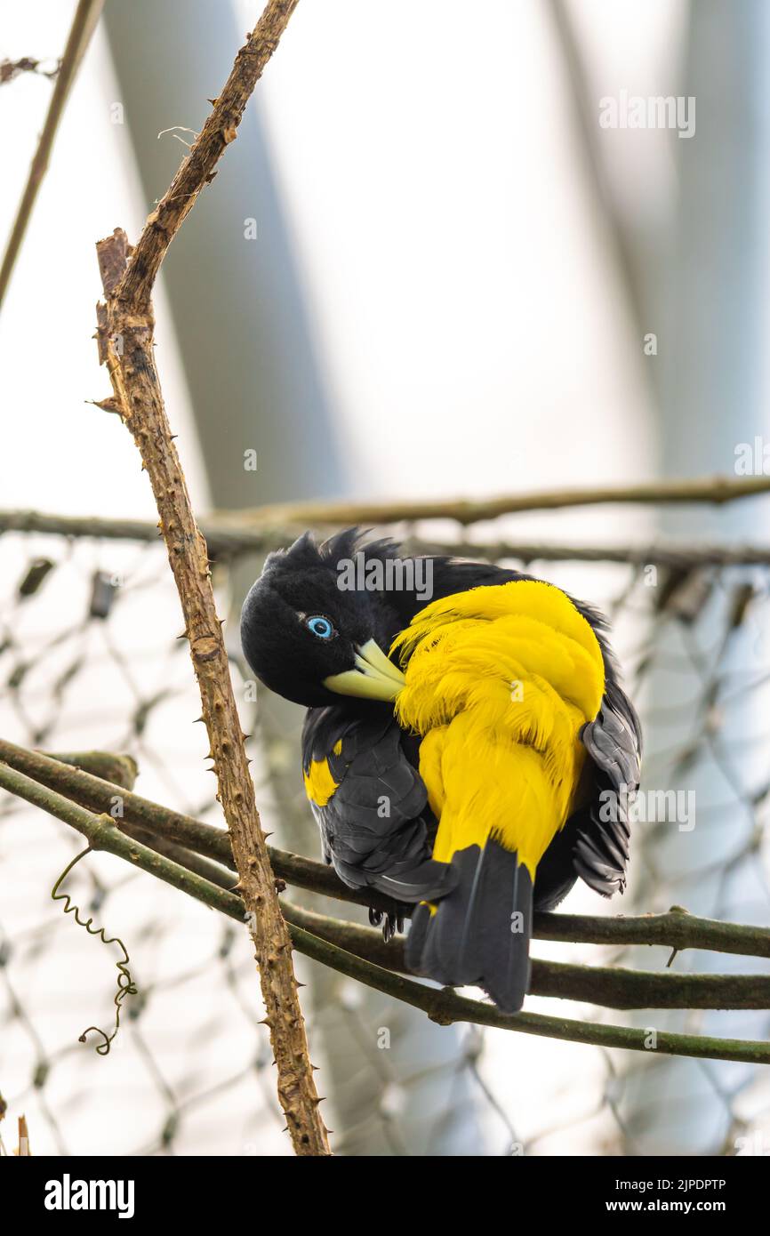 Cacique à rumissement jaune (Cacicus Cela) assis sur la branche, Portrait Photography. Oiseau avec de beaux yeux bleus est assis sur le tronc. Vivre au Panama ou B Banque D'Images