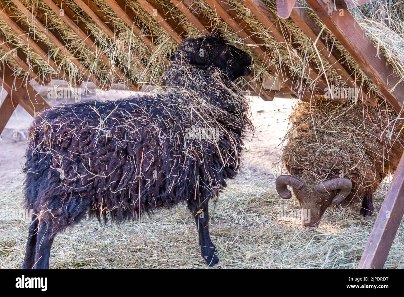 Le mouton Ouessant noir (Ewe) mange le foin. Le mouton Ouessant est l'un des plus petits moutons au monde, très souvent gardé comme animal de compagnie familial. Banque D'Images