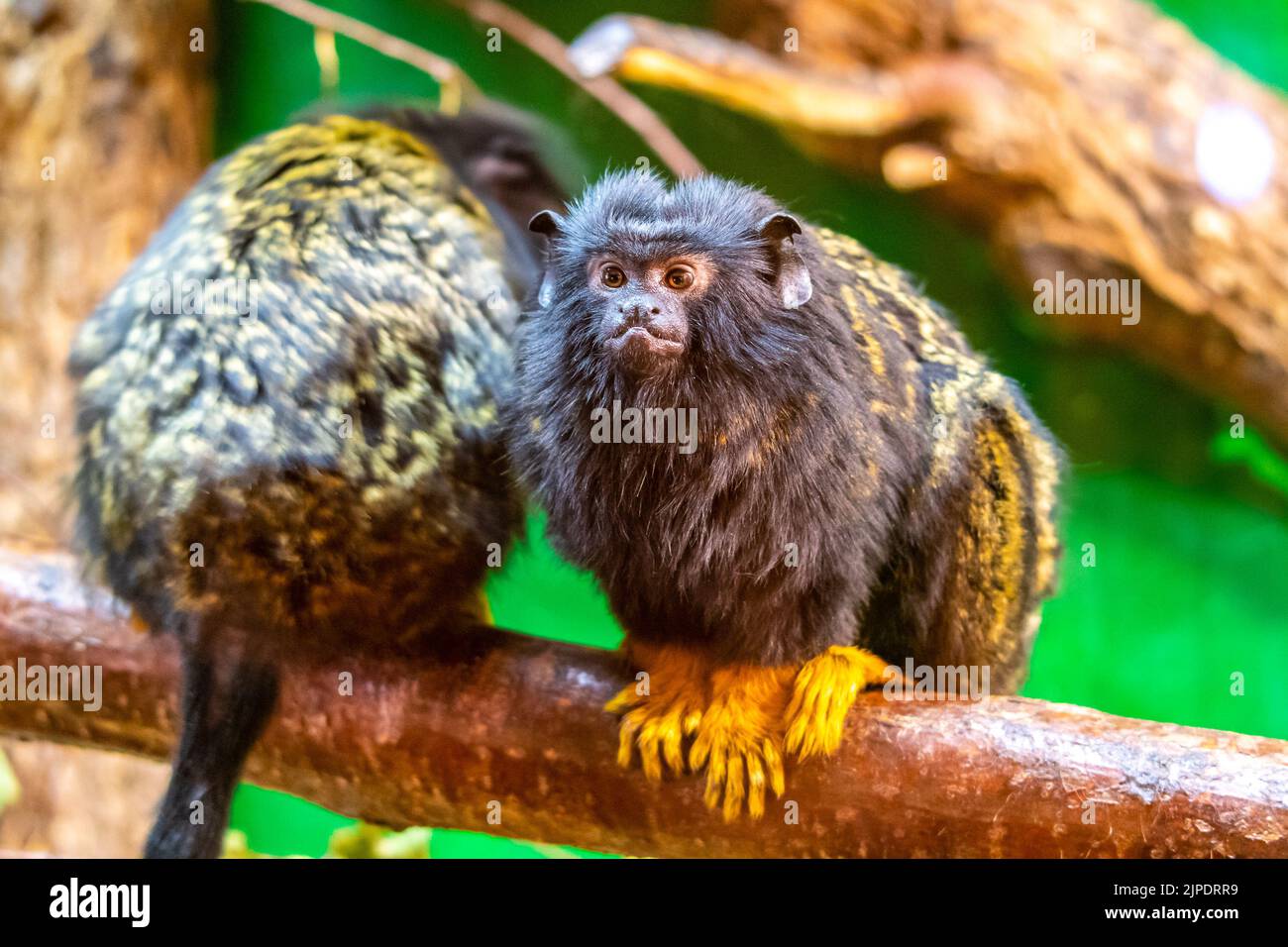 Le singe de tamarin doré (Saguinus midas) repose sur la branche de l'arbre. Le détail de l'animal primate. Petit mammifère vivant naturellement dans le ra tropical Banque D'Images