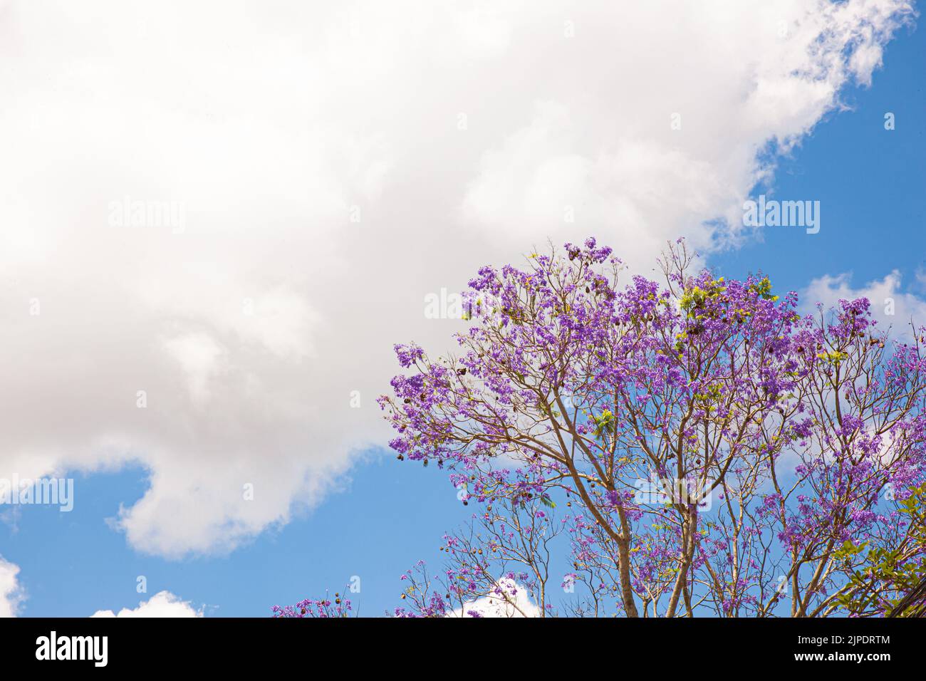 Fleur de Jacaranda bleue dans le ciel bleu à Da Lat, Lam Dong, Viet nam Banque D'Images