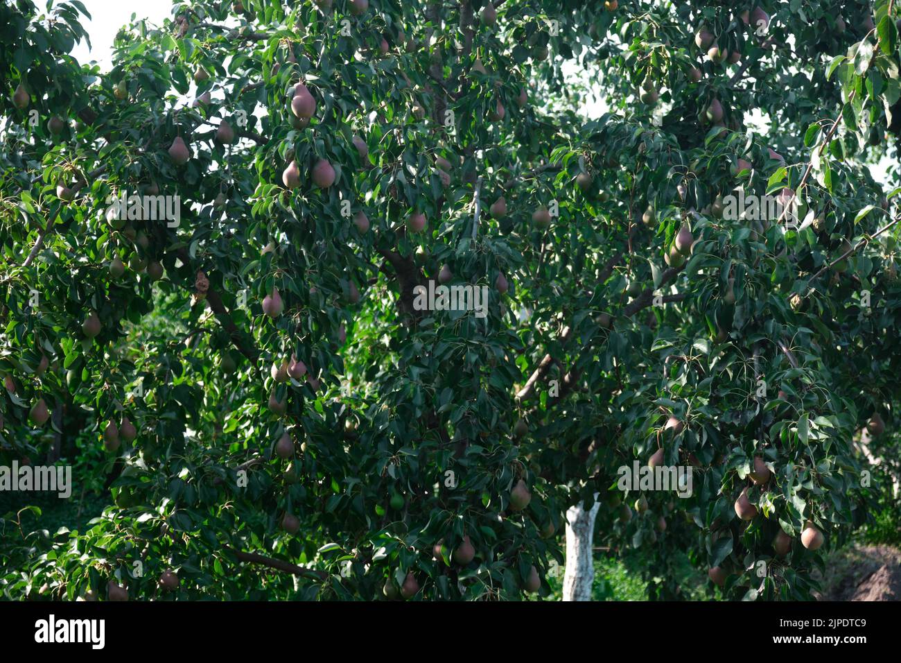 Poires rouges non mûres la récolte de jeunes arbres de fruits mûrs est suspendue sur les branches vertes contre le ciel bleu Banque D'Images