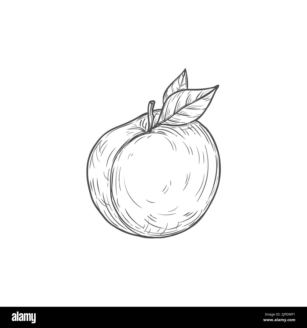 Icône prune ou abricot, fruit isolé avec croquis vectoriel feuille sur tige, dessert alimentaire d'été, baie prune, symbole gravé monochrome Illustration de Vecteur