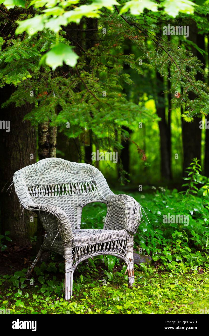 Une chaise en osier aux intempéries assez ancienne avec une forêt verte qui l'entoure. Banque D'Images