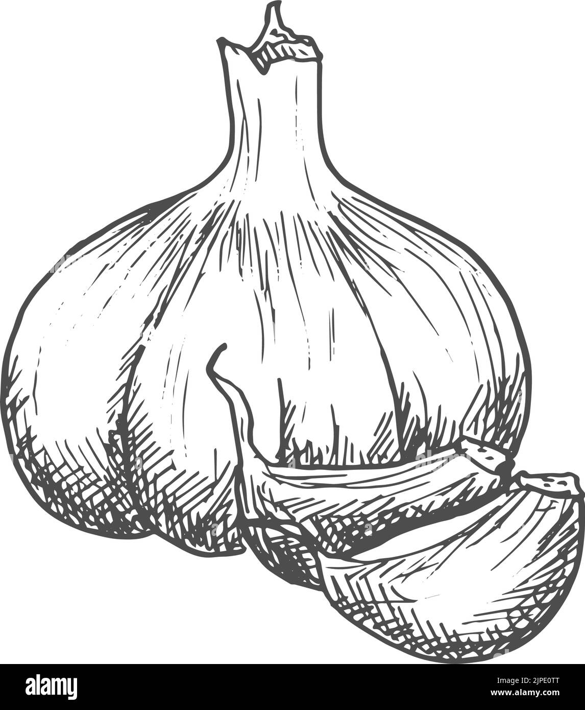 Croquis des assaisonnements de cuisson à l'ail. Vector isolé ail épice, condiment culinaire et aromatisant Illustration de Vecteur