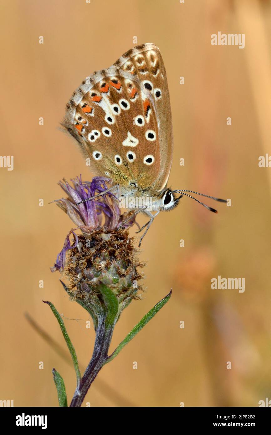 Femme Adonis Blue, Yoesden Bank, Chilterns, Royaume-Uni Banque D'Images