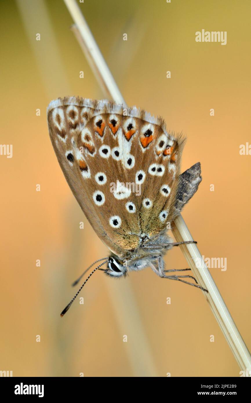 Femme Adonis Blue, Yoesden Bank, Chilterns, Royaume-Uni Banque D'Images