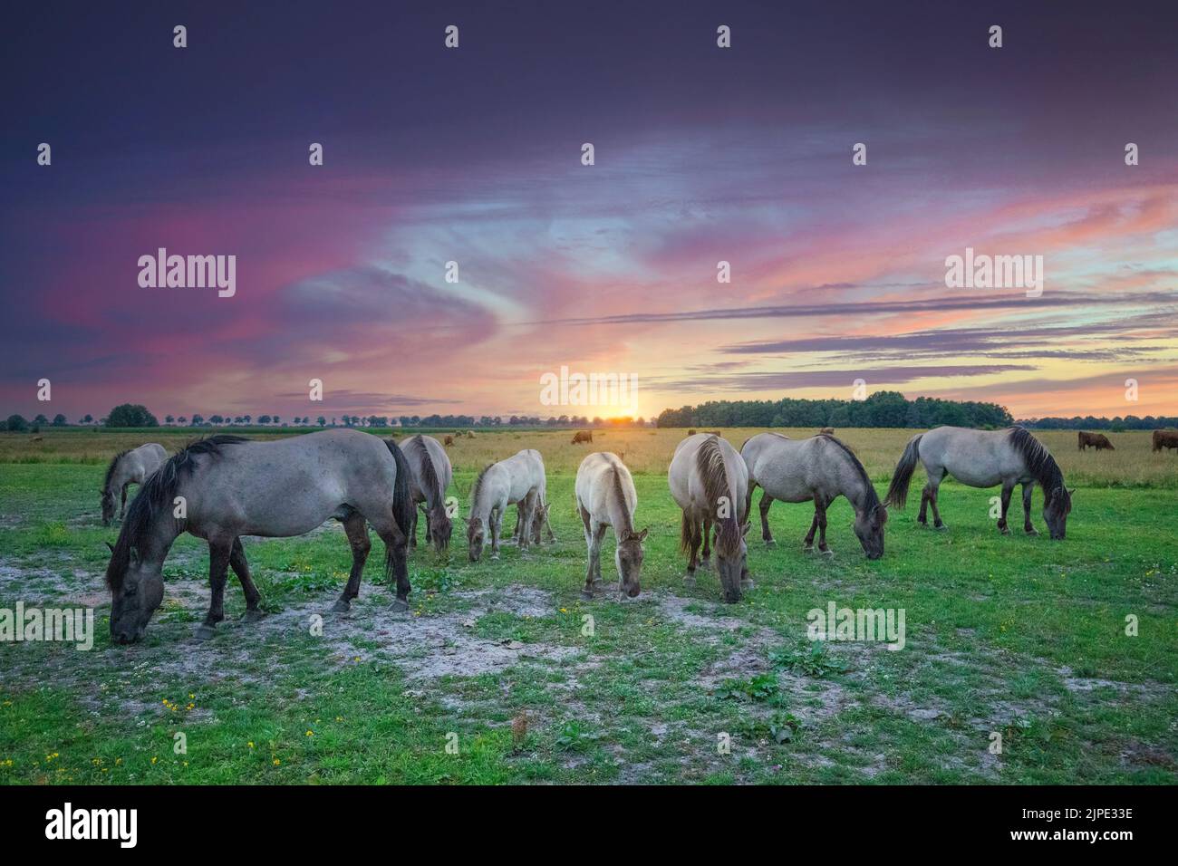Paysage au coucher du soleil avec troupeau de chevaux sauvages Konik à Eexterveld dans la province néerlandaise de Drenthe avec un fond de couleurs chaudes du soleil couchant Banque D'Images