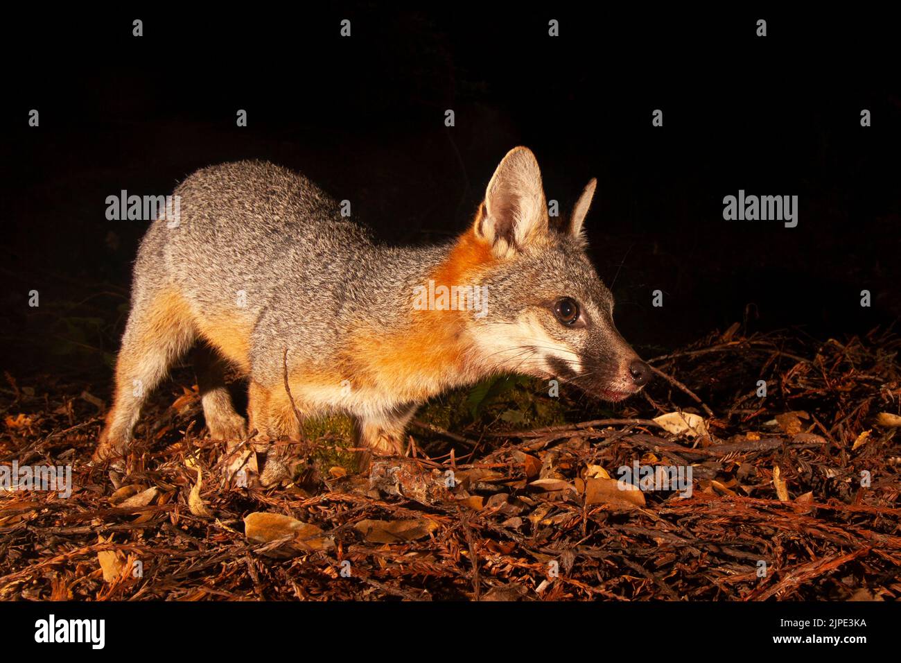 Renard gris proche de l'appareil photo Banque D'Images