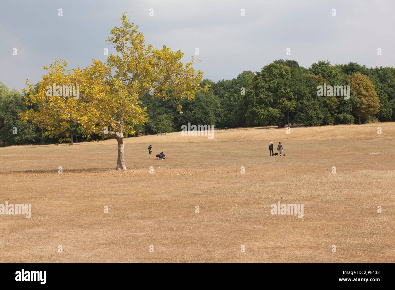 Londres, Royaume-Uni, 17 août 2022 : Streatham Common dans le sud de Londres est entièrement brun car toute l'herbe est coupée en raison de la sécheresse récente. Les arbres profondément enracinés sont toujours verts, mais beaucoup ont laissé tomber certaines de leurs feuilles pour conserver leurs réserves d'eau. Des tempêtes de pluie ont traversé la région plus tard dans l'après-midi. Anna Watson/Alay Live News Banque D'Images