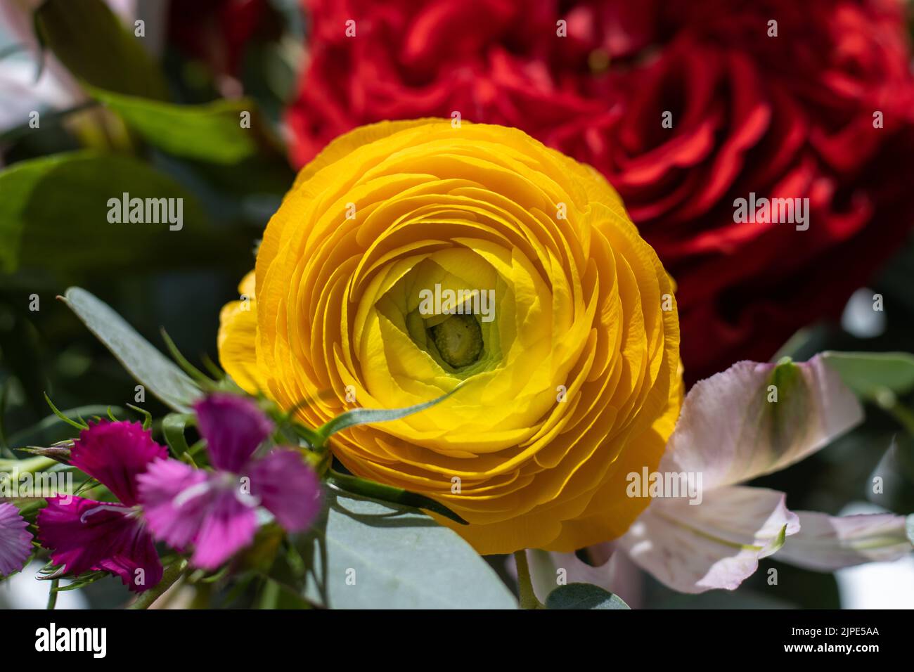 Ranunculus jaune dans un arrangement de fleur Banque D'Images