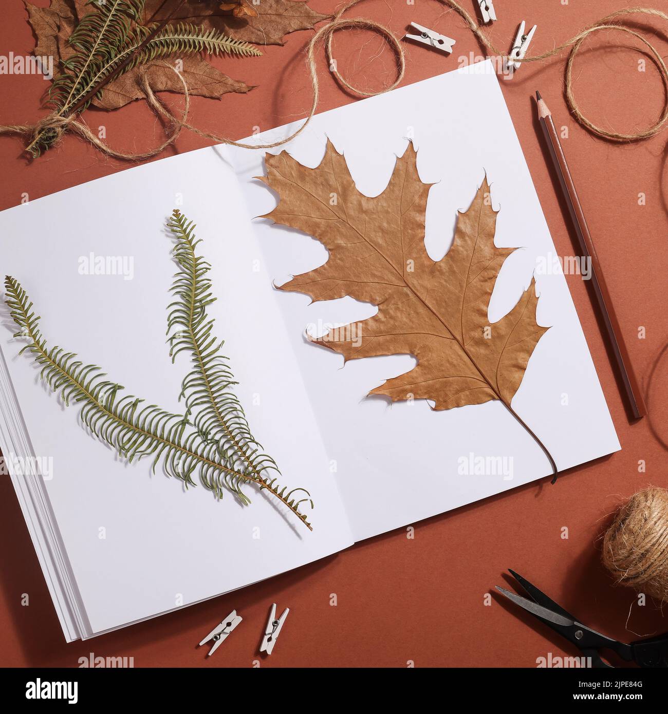 Feuille pressée séchée sur papier de carnet avec crayon, ciseaux et ficelle sur fond marron. Hobby, fait à la main, art floral et boho concept. Carré Banque D'Images